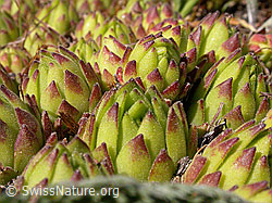 Photo: Berg-Hauswurz, Blätter