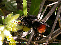 F002848: Steinhummel