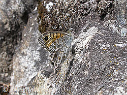 Mauerfuchs (Lasiommata megera) (F002868) Mauerfuchs (Lasiommata megera) (F002868)