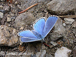 Foto: Himmelblauer Bläuling