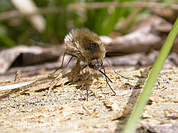 Grosser Wollschweber (Bombylius major) (18.05.2003, F002893)