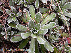 Photo: Blätter des Trauben-Steinbrech
