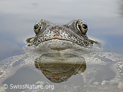 Foto: Grasfrosch (Rana temporaria)
