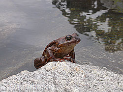 Foto: Grasfrosch (Rana temporaria)