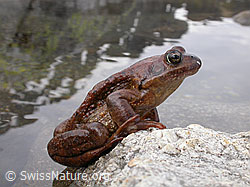 F002946: Grasfrosch (Rana temporaria)
