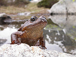 F002949: Grasfrosch (Rana temporaria)