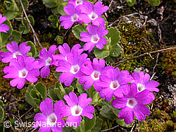 Foto: Gruppe rote Felsen-Primeln