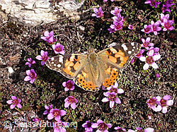 Gegenblättriger Steinbrech (Saxifraga oppositifolia)