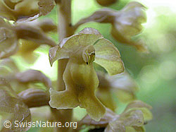 Foto: Nestwurz, Blüte