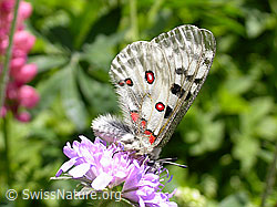 Photo: Apollofalter (Parnassius apollo)