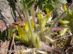 Photo: Stengelloser Tragant