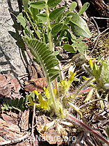 Photo: Stengelloser Tragant, ganze Pflanze