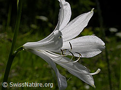 Foto: Paradieslilie im Gegenlicht