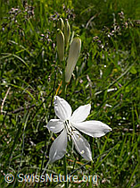 F003175: Weisse Trichterlilie, Paradieslilie