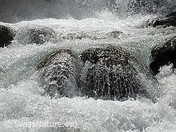 F003215: Sprudelnder Bergbach während der Schneeschmelze