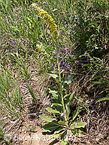 Foto: Kleinblütige Königskerze