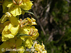 Foto: Kleinblütige Königskerze, Blüte