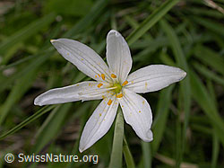 Photo: Astlose Graslilie, Ansicht von oben