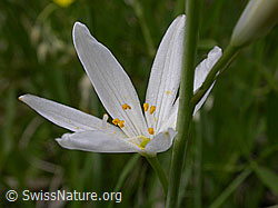 Photo: Astlose Graslilie, Blüte