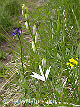 Photo: Astlose Graslilie, Blüte und Knospen