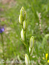 Photo: Astlose Graslilie, Knospen