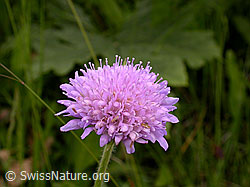 Foto: Wald-Witwenblume, Blüte