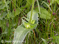 Foto: Wald-Witwenblume, Blätter