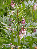 F003342: Zaun-Wicke, Blüten