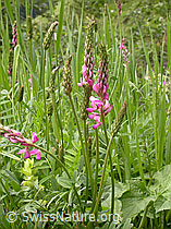 F003347: Saat-Esparsette