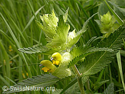 Photo: Zottiger Klappertopf