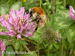 Ackerhummel (Bombus pascuorum) auf Rot-Klee (Trifolium pratense) (-, F003366)