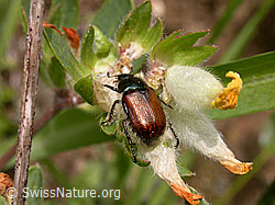 Foto: Gartenlaubkäfer (Phyllopertha horticola)