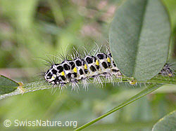 Foto: Grosses Fünffleck-Widderchen Raupe (Zygaena lonicerae)