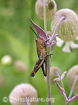 Photo: Wiesengrashüpfer (Chorthippus dorsatus)