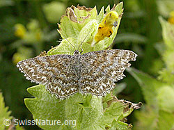 F003434: Ev. Grosser Eichenspanner ()