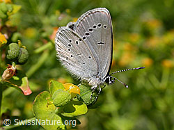 F003467: Violetter Waldbläuling