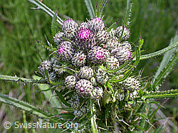 Photo: Sumpf-Kratzdistel kurz vor der Blüte