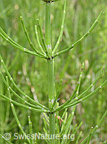 Photo: Sumpf-Schachtelhalm, Blätter