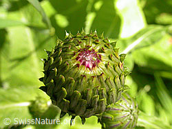 Photo: Verschiedenblättrige Kratzdistel, Knospe