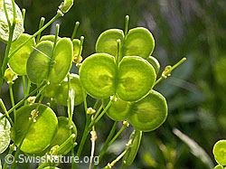 Photo: Gemeines Brillenschötchen