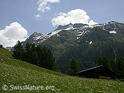 F003492: Imfeld: Wiese, Haus, Tannen, Berge