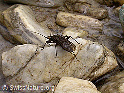 F003533: Steinfliege auf Dolomit-Stein