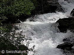 F003539: Hochwasser in Bergbach während der Schneeschmelze