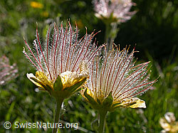 Foto: Gemeine Berg-Nelkenwurz, verblüht