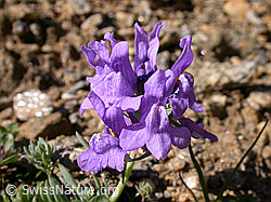 Foto: Alpen-Leinkraut, Blüten