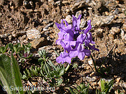 Foto: Alpen-Leinkraut