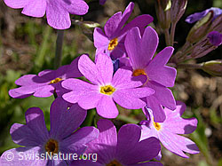 Photo: Mehl-Primel, Blüten