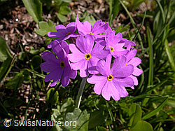 Photo: Blüten der Mehl-Primel