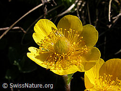 Photo: Gemeine Berg-Nelkenwurz (Geum montanum)