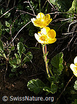 Photo: Gemeine Berg-Nelkenwurz (Geum montanum)